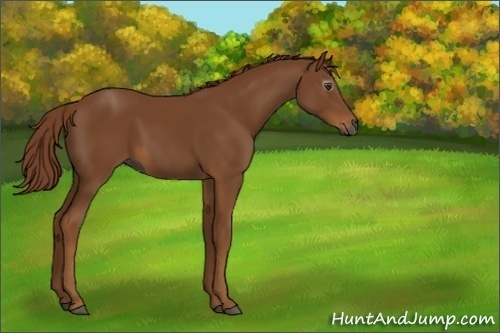 Horse Color:Gray Chestnut 