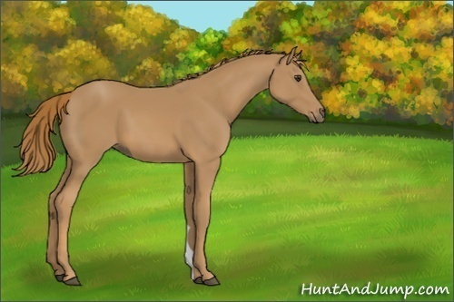 Horse Color:Unknown 