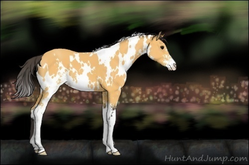 Horse Color:Unknown 