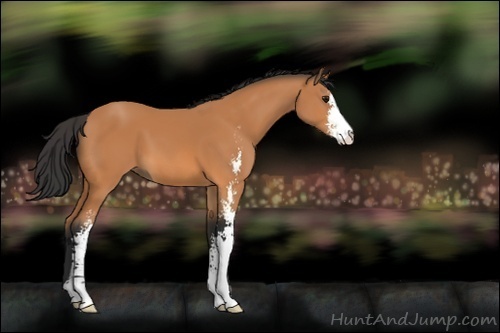 Horse Color:Unknown 