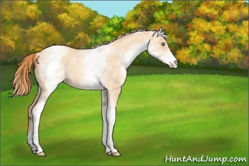Horse Color:White Spotted Gold Champagne Dun
