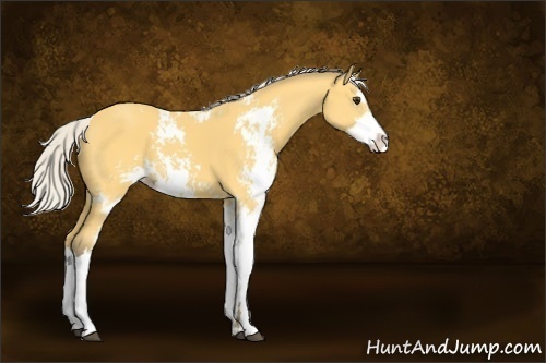 Horse Color:Silver Buckskin Sabino 