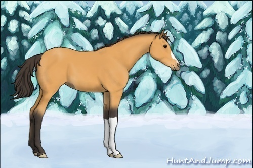 Horse Color:Buckskin 
