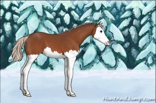 Horse Color:Silver Bay Splash 