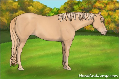 Horse Color: Gold Champagne 