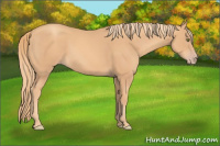 Horse Color:Gold Champagne 