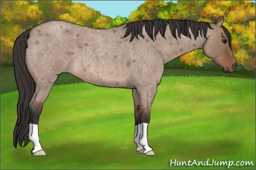 Horse Color: Bay Roan Dun 