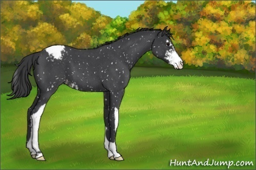 Horse Color:Blue Roan Sabino Appaloosa