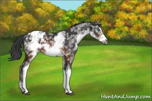 Horse Color:White Spotted Brown Splash Frame Appaloosa