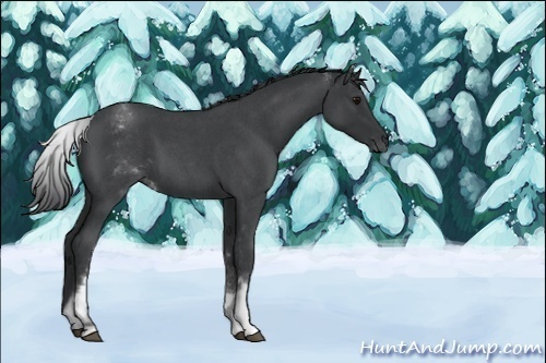 Horse Color:White Spotted Blue Roan Rabicano