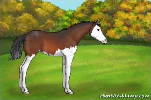 Horse Color:Bay Splash 