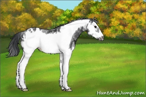 Horse Color:White Spotted Black Splash Frame Varnish 