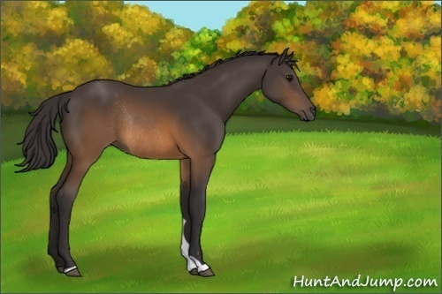 Horse Color:Buckskin Rabicano 