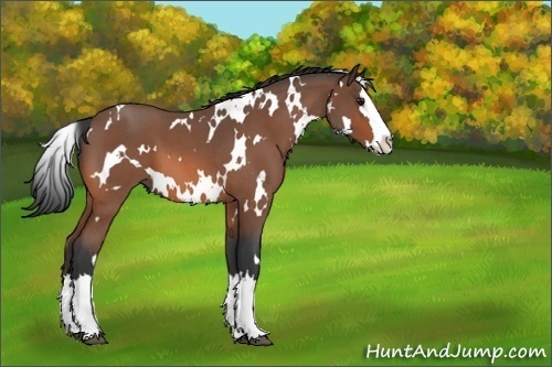 Horse Color:Unknown 