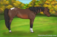 Horse Color:Bay Tobiano 