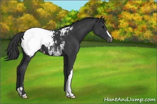 Horse Color:Black Appaloosa