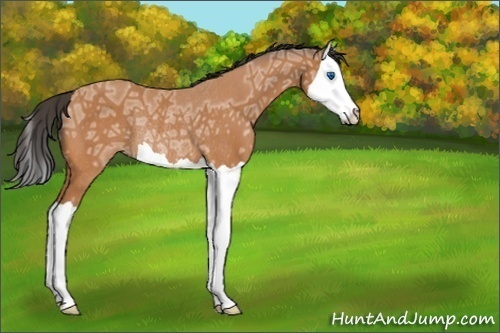 Horse Color:Bay Ice Splash Rabicano