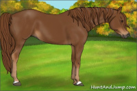 Horse Color:Gray Chestnut 