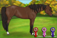 Horse Color:Gray Bay 