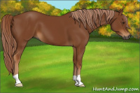 Horse Color:Gray Chestnut 