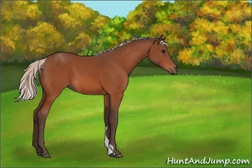 Horse Color:Silver Bay 