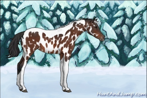 Horse Color:Brown Tobiano Near Leopard Rabicano