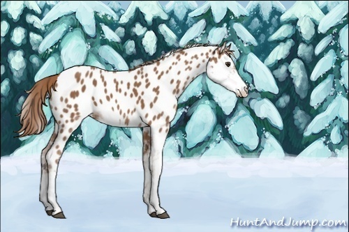 Horse Color:Chestnut Sabino Near Leopard 