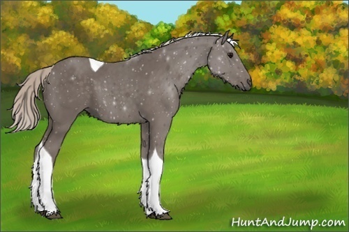 Horse Color:ERROR: UNKNOWN ANOMALY