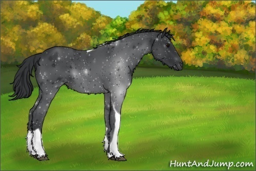 Horse Color:Unknown 