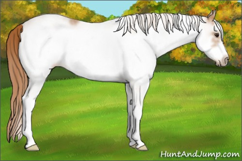 Horse Color: White Spotted Chestnut Frame 