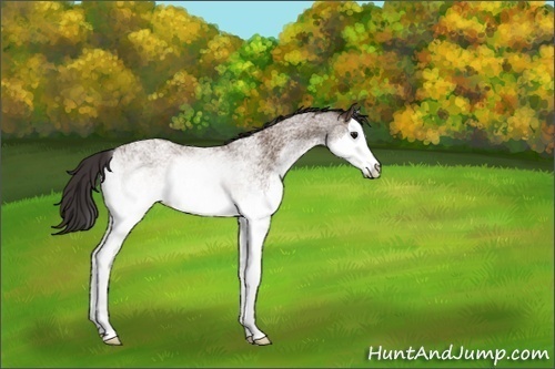 Horse Color:White Spotted Buckskin Splash