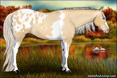 Horse Color:Gray Silver Amber Cream Champagne Roan Dun Splash Tobiano Frame Appaloosa Rabicano 