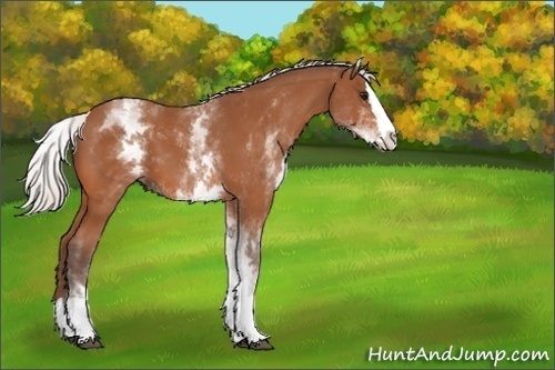 Horse Color:White Spotted Silver Bay Splash 