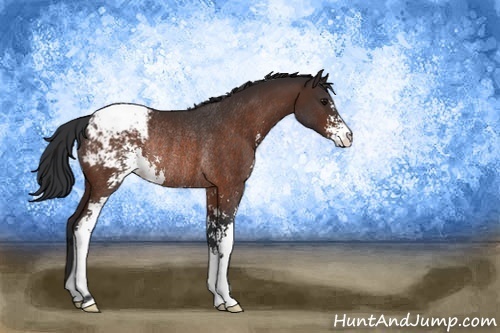 Horse Color:Bay Sabino Appaloosa Rabicano