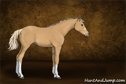 Horse Color:Palomino 