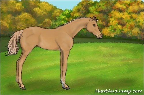 Horse Color:Palomino