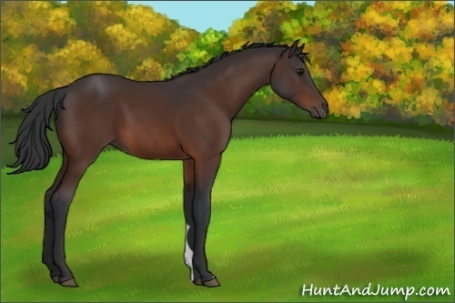 Horse Color:Brown 