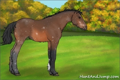 Horse Color:Unknown 
