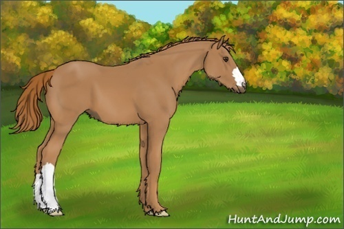Horse Color:Unknown 