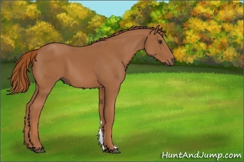 Horse Color:Unknown 