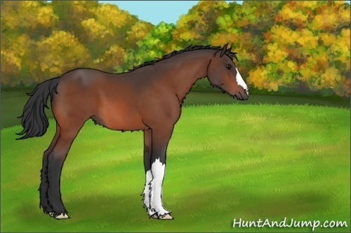 Horse Color:Unknown 