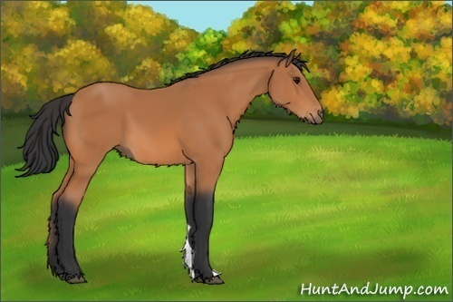 Horse Color:Unknown 