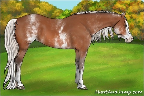 Horse Color: White Spotted Silver Bay Splash 