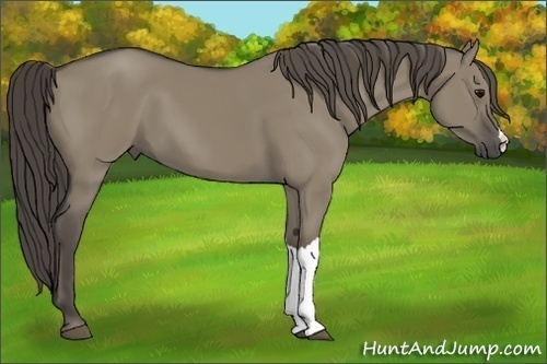Horse Color:Smoky Grullo 