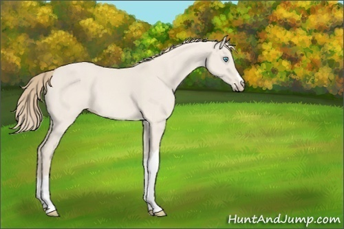 Horse Color:Smoky Creme Dun 