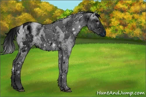 Horse Color:ERROR: UNKNOWN ANOMALY