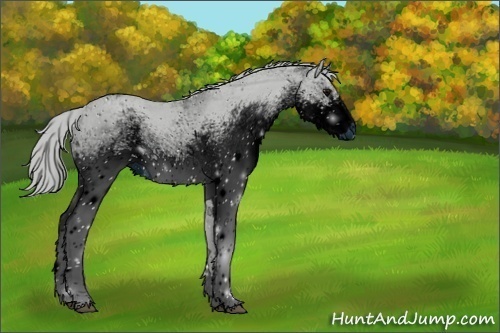 Horse Color:ERROR: UNKNOWN ANOMALY