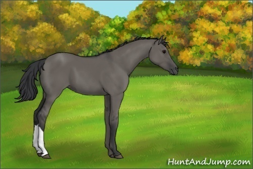 Horse Color:Grullo 