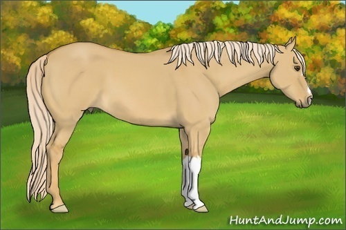 Horse Color:Palomino Dun 