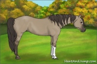 Horse Color:Smoky Grullo 